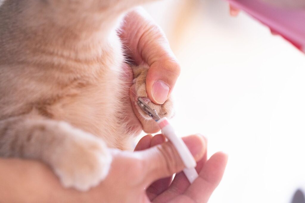 猫　爪切り　病院　頻度