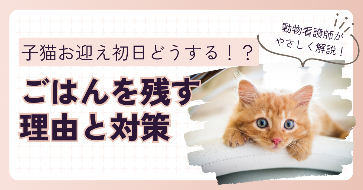 子猫 ごはん 食べない 初日