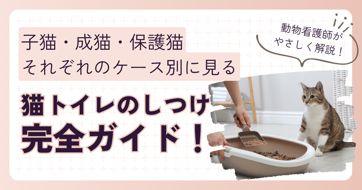 猫　トイレ　しつけ